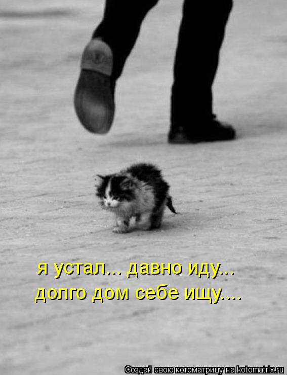 Котоматрица: я устал... давно иду... долго дом себе ищу....