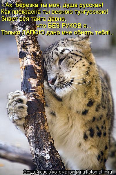 Котоматрица: - Ах, березка ты моя, душа русская! Как прекрасна ты весною тунгусскою! Знает вся тайга давно, что БЕЗ РУКОВ я... Только ЛАПОЮ дано мне обнять т
