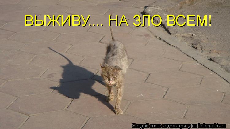 Котоматрица: ВЫЖИВУ.... НА ЗЛО ВСЕМ!