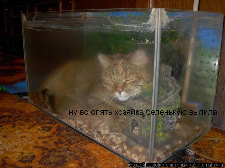 Котоматрица: ну во опять хозяйка беленькую выпила