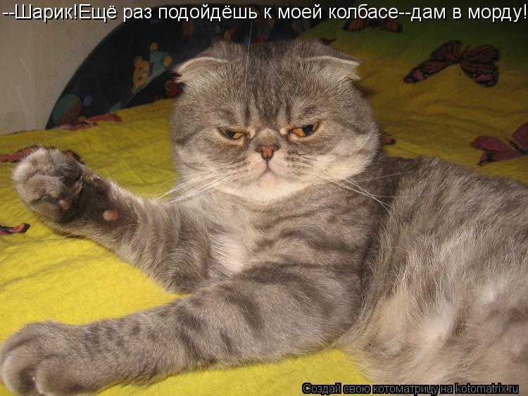Котоматрица: --Шарик!Ещё раз подойдёшь к моей колбасе--дам в морду!