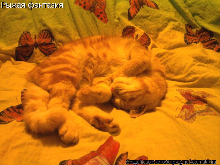 Котоматрица: Рыжая фантазия
