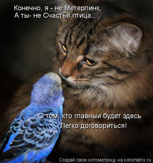 Котоматрица: Конечно, я - не Метерлинк, А ты- не Счастья птица... О том, кто главный будет здесь Легко договориться!