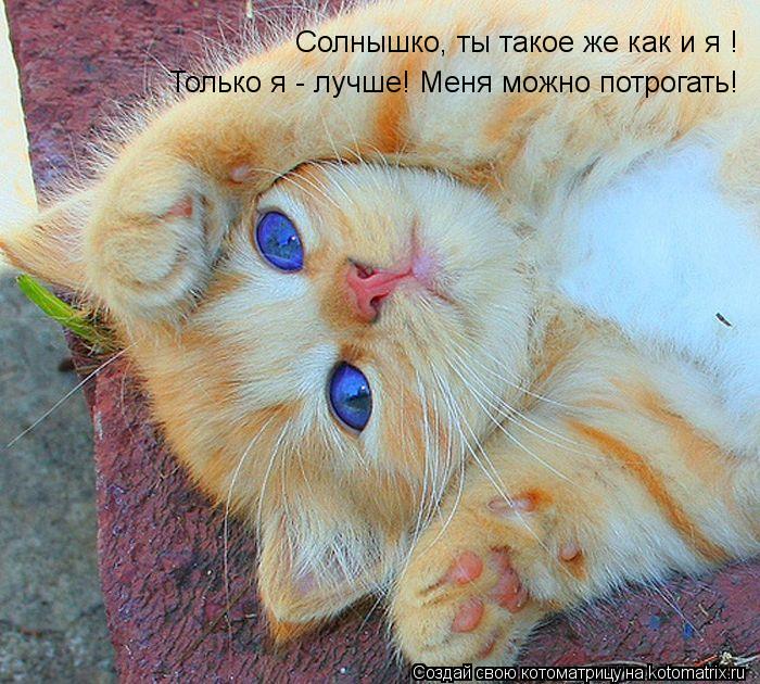Котоматрица: Солнышко, ты такое же как и я ! Только я - лучше! Меня можно потрогать!