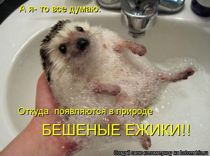 Котоматрица: А я- то все думаю:  Откуда  появляются в природе БЕШЕНЫЕ ЕЖИКИ!!