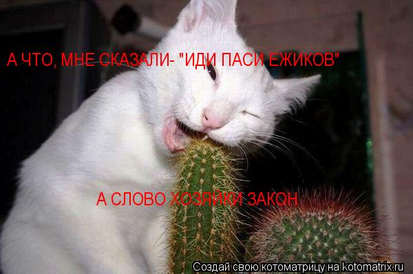 А ЧТО, МНЕ СКАЗАЛИ- "ИДИ ПАСИ ЕЖИКОВ" А СЛОВО ХОЗЯЙКИ ЗАКОН... Котоматрица: А ЧТО, МНЕ СКАЗАЛИ- "ИДИ ПАСИ ЕЖИКОВ" А СЛОВО ХОЗЯЙКИ ЗАКОН