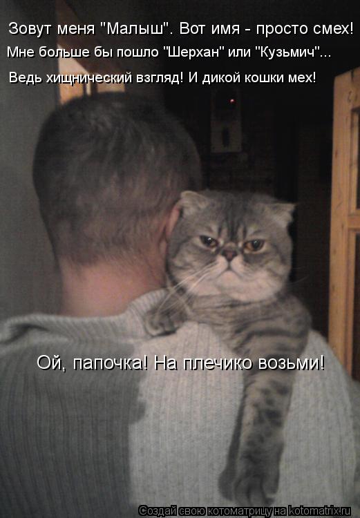 Зовут меня "Малыш". Вот имя - просто смех! Мне больше бы пошло "Шерхан" или "Кузьмич"... Ведь хищниче... Котоматрица: Зовут меня "Малыш". Вот имя - просто смех! Мне больше бы пошло "Шерхан" или "Кузьмич"... Ведь хищнический взгляд! И дикой кошки мех! Ой, папочка! Н