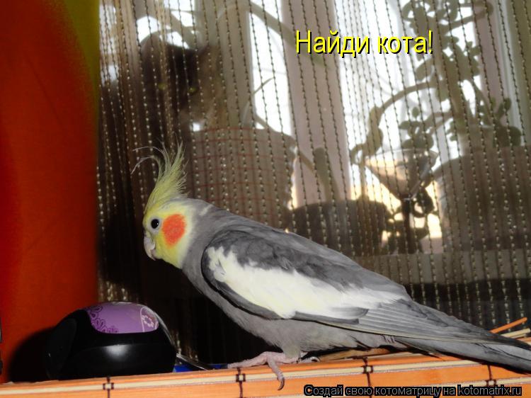 Найди кота!... Котоматрица: Найди кота!