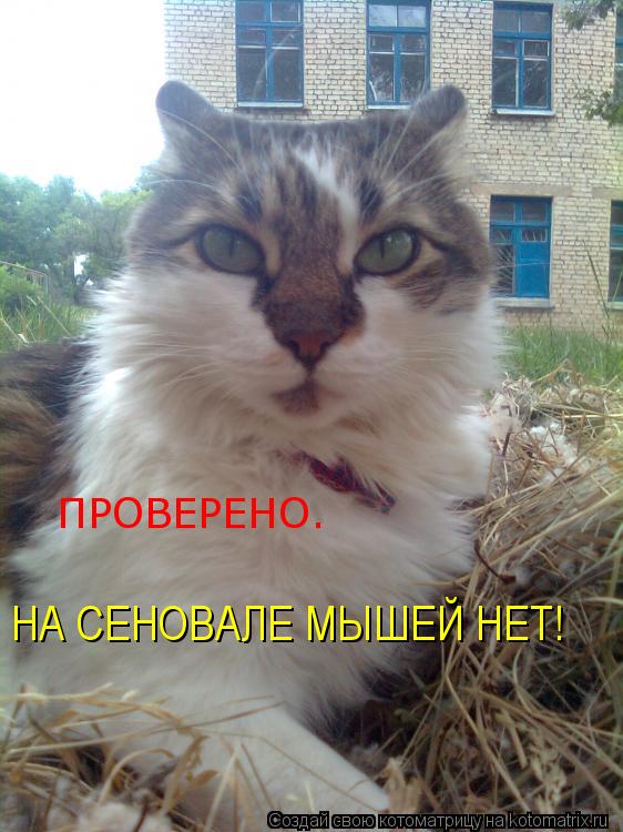 ПРОВЕРЕНО. НА СЕНОВАЛЕ МЫШЕЙ НЕТ!... Котоматрица: ПРОВЕРЕНО. НА СЕНОВАЛЕ МЫШЕЙ НЕТ!