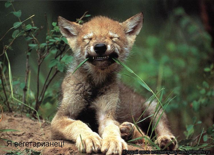 Я вегетарианец!... Котоматрица: Я вегетарианец!