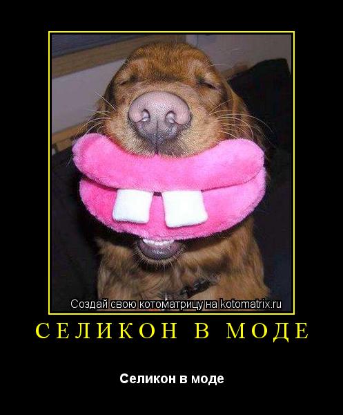 СЕЛИКОН В МОДЕ Селикон в моде... Котоматрица: СЕЛИКОН В МОДЕ Селикон в моде