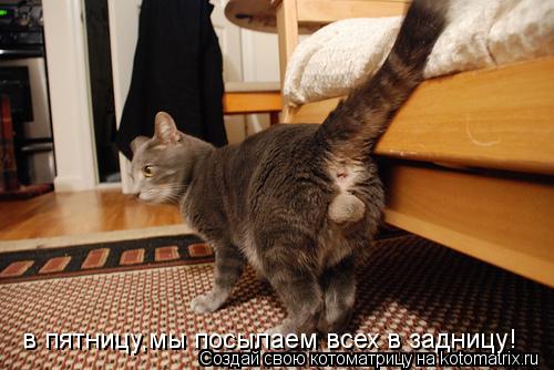 в пятницу,мы посылаем всех в задницу!... Котоматрица: в пятницу,мы посылаем всех в задницу!