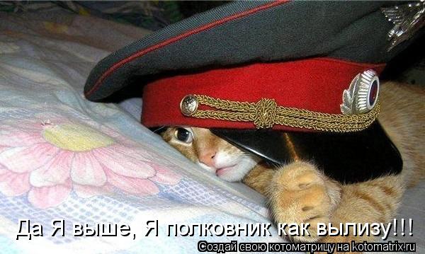 Да Я выше, Я полковник как вылизу!!!... Котоматрица: Да Я выше, Я полковник как вылизу!!!