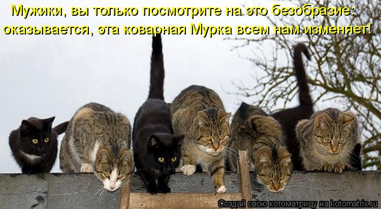 оказывается, эта коварная Мурка всем нам изменяет! Мужики, вы только посмотрите на это безобразие:... Котоматрица: оказывается, эта коварная Мурка всем нам изменяет! Мужики, вы только посмотрите на это безобразие: