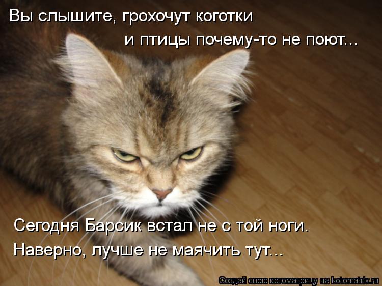 Сегодня Барсик встал не с той ноги. Наверно, лучше не маячить тут... Вы слышите, грохочут коготки и п... Котоматрица: Сегодня Барсик встал не с той ноги. Наверно, лучше не маячить тут... Вы слышите, грохочут коготки и птицы почему-то не поют...