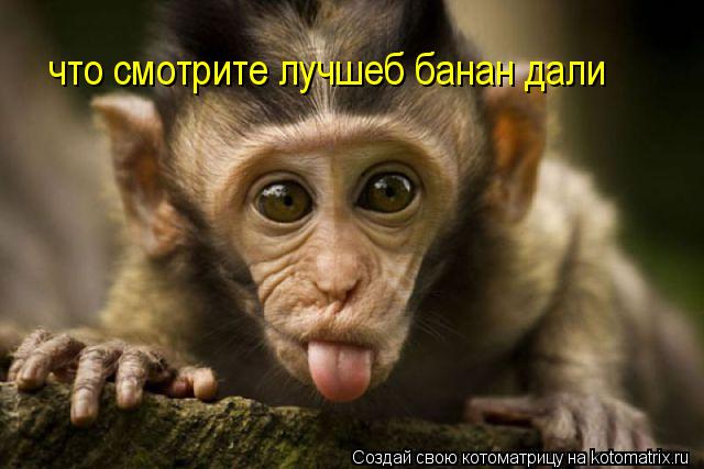 Котоматрица: что смотрите лучшеб банан дали что смотрите лучшеб банан дали