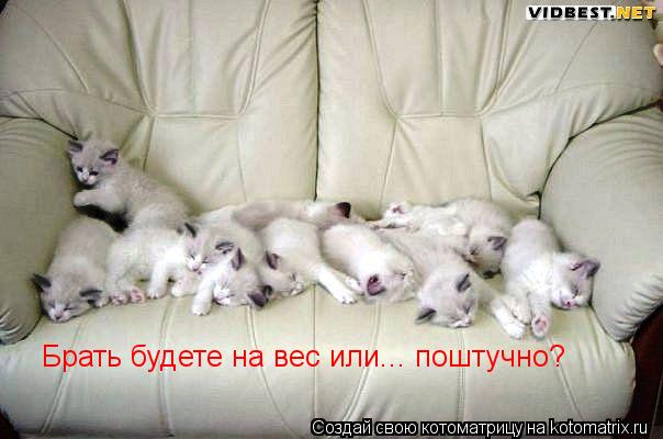 Брать будете на вес или... поштучно?... Котоматрица: Брать будете на вес или... поштучно?
