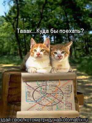 Тааак...Куда бы поехать?... Котоматрица: Тааак...Куда бы поехать?
