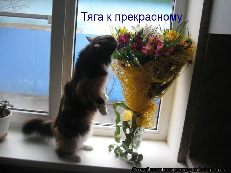 Тяга к прекрасному... Котоматрица: Тяга к прекрасному