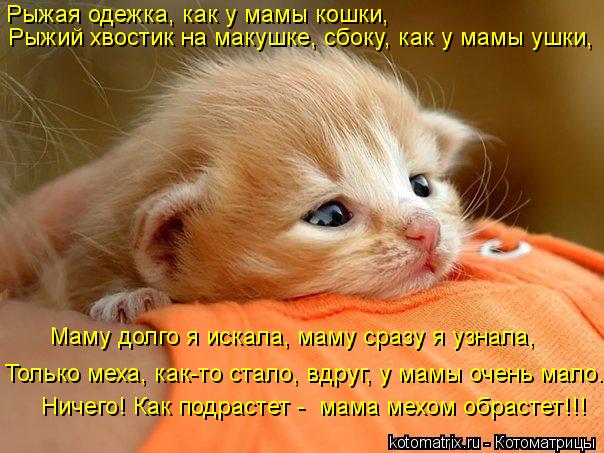 Рыжая одежка, как у мамы кошки, Рыжий хвостик на макушке, сбоку, как у мамы ушки, Только меха, как-то... Котоматрица: Рыжая одежка, как у мамы кошки, Рыжий хвостик на макушке, сбоку, как у мамы ушки, Только меха, как-то стало, вдруг, у мамы очень мало. Ничего! Ка
