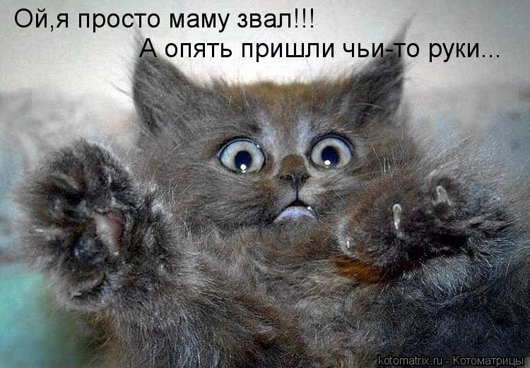 Ой,я просто маму звал!!! А опять пришли чьи-то руки...... Котоматрица: Ой,я просто маму звал!!! А опять пришли чьи-то руки...