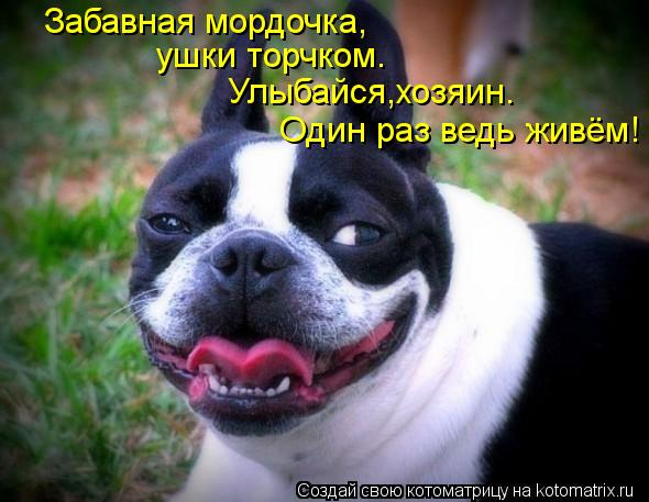 Забавная мордочка, ушки торчком. Улыбайся,хозяин. Один раз ведь живём!... Котоматрица: Забавная мордочка, ушки торчком. Улыбайся,хозяин. Один раз ведь живём!
