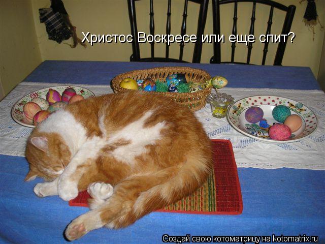 Христос Воскресе или еще спит?... Котоматрица: Христос Воскресе или еще спит?