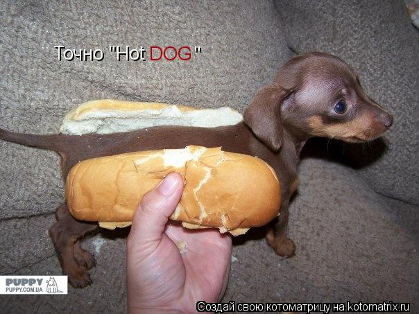 Точно "Hot DOG "... Котоматрица: Точно "Hot DOG "