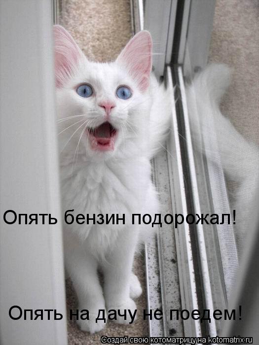 Опять бензин подорожал! Опять на дачу не поедем!... Котоматрица: Опять бензин подорожал! Опять на дачу не поедем!