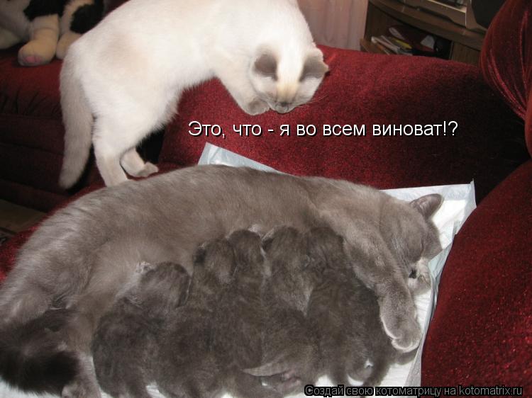 Это, что - я во всем виноват!?... Котоматрица: Это, что - я во всем виноват!?