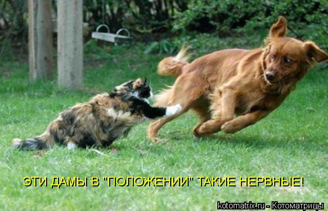ЭТИ ДАМЫ В "ПОЛОЖЕНИИ" ТАКИЕ НЕРВНЫЕ!... Котоматрица: ЭТИ ДАМЫ В "ПОЛОЖЕНИИ" ТАКИЕ НЕРВНЫЕ!