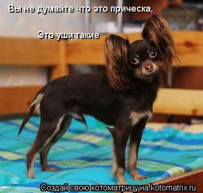 Вы не думайте что это прическа, Это уши такие... Котоматрица: Вы не думайте что это прическа, Это уши такие