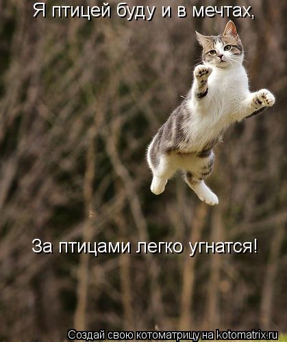 Я птицей буду и в мечтах, За птицами легко угнатся!... Котоматрица: Я птицей буду и в мечтах, За птицами легко угнатся!
