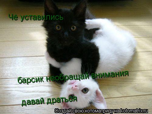 Чё уставились барсик необращай внимания давай драться барсик необращай внимания давай драться... Котоматрица: Чё уставились барсик необращай внимания давай драться барсик необращай внимания давай драться