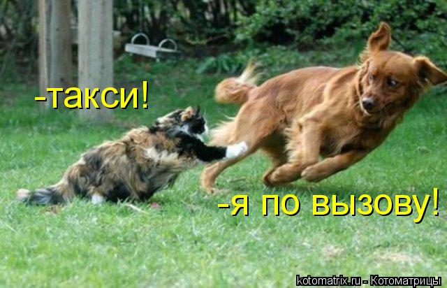 -такси! -я по вызову!... Котоматрица: -такси! -я по вызову!