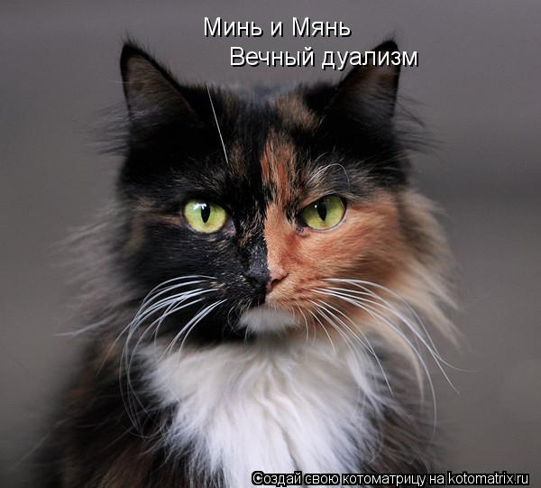 Минь и Мянь Вечный дуализм... Котоматрица: Минь и Мянь Вечный дуализм