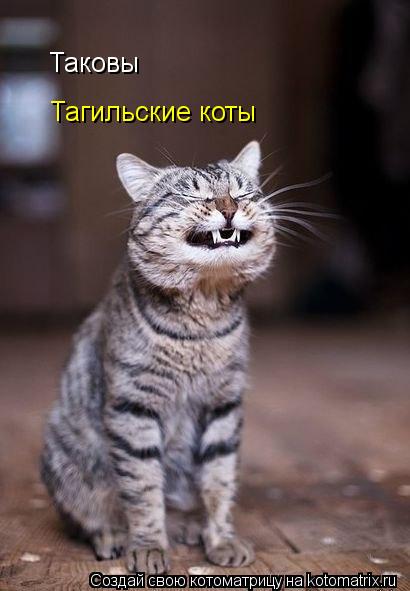 Таковы Тагильские коты... Котоматрица: Таковы Тагильские коты