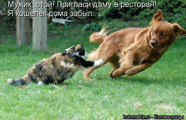 Мужик, стой! Пригласи даму в ресторан! - Я кошелек дома забыл...... Котоматрица: Мужик, стой! Пригласи даму в ресторан! - Я кошелек дома забыл...