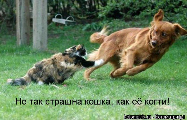 Не так страшна кошка, как её когти!... Котоматрица: Не так страшна кошка, как её когти!