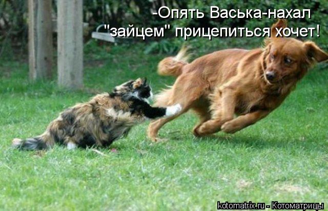 -Опять Васька-нахал "зайцем" прицепиться хочет!... Котоматрица: -Опять Васька-нахал "зайцем" прицепиться хочет!
