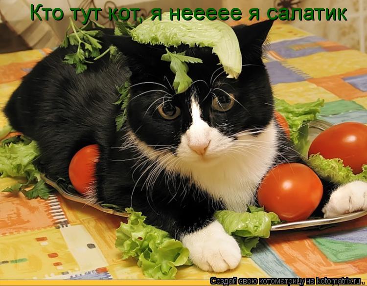 Кто тут кот, я неееее я салатик... Котоматрица: Кто тут кот, я неееее я салатик