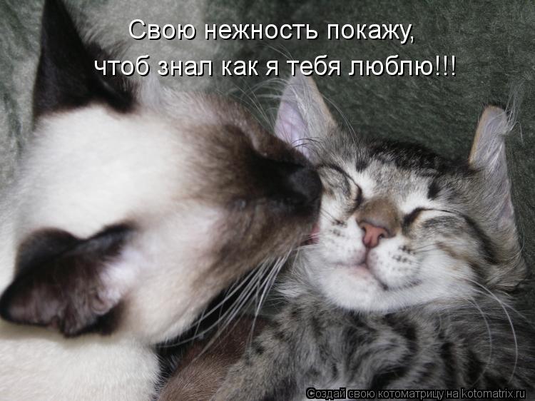 Свою нежность покажу, чтоб знал как я тебя люблю!!!... Котоматрица: Свою нежность покажу, чтоб знал как я тебя люблю!!!