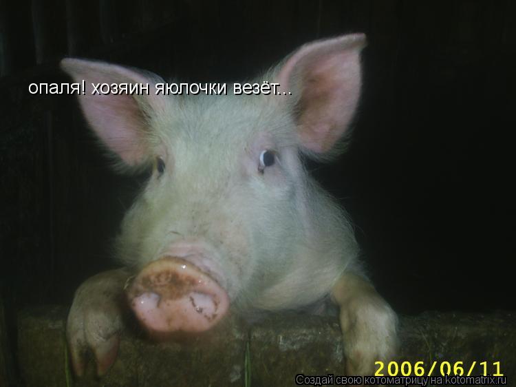 опаля! хозяин яюлочки везёт...... Котоматрица: опаля! хозяин яюлочки везёт...