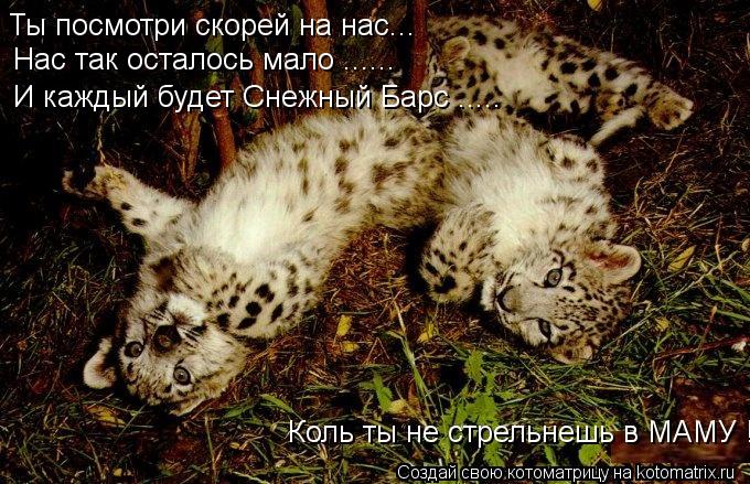 Нас так осталось мало ...... И каждый будет Снежный Барс ..... Ты посмотри скорей на нас... Коль ты н... Котоматрица: Нас так осталось мало ...... И каждый будет Снежный Барс ..... Ты посмотри скорей на нас... Коль ты не стрельнешь в МАМУ !!!!!!