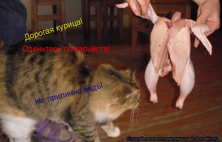 Дорогая курица! Оденьтесь пожалуйста! Не прилично ведь!... Котоматрица: Дорогая курица! Оденьтесь пожалуйста! Не прилично ведь!