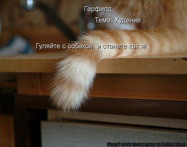 Гарфилд. Тема: Худение. Гуляйте с собакой, и станете как я!... Котоматрица: Гарфилд. Тема: Худение. Гуляйте с собакой, и станете как я!