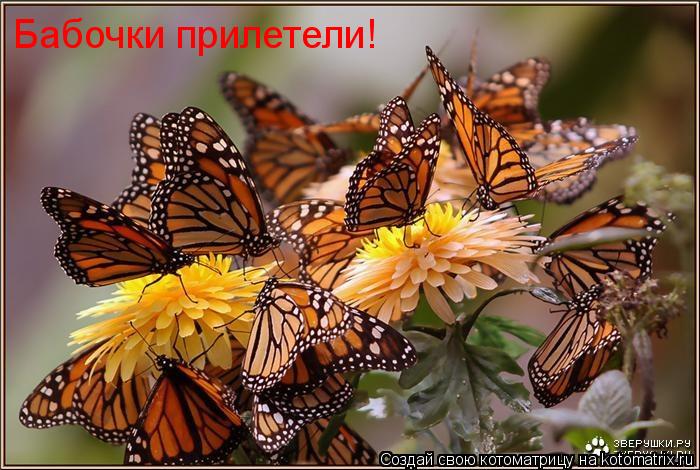 Бабочки прилетели!... Котоматрица: Бабочки прилетели!