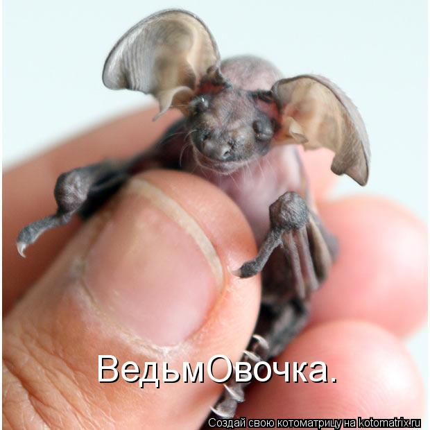 ВедьмОвочка.... Котоматрица: ВедьмОвочка.
