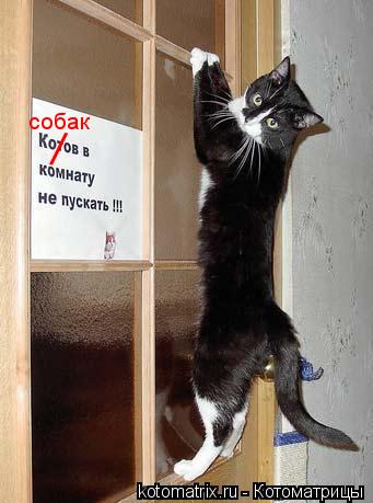 / собак... Котоматрица: / собак