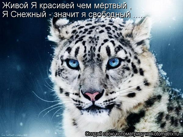 Живой Я красивей чем мёртвый , Я Снежный - значит я свободный ........ Котоматрица: Живой Я красивей чем мёртвый , Я Снежный - значит я свободный .....